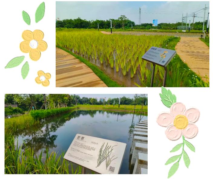 肇庆最美公园,大美广东肇庆风景区