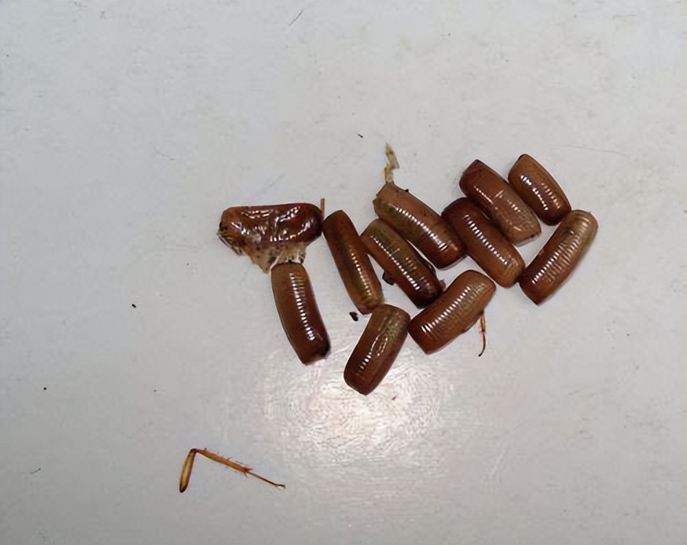 把蟑螂卵清除会减少蟑螂吗,酒精湿巾能否清除蟑螂卵