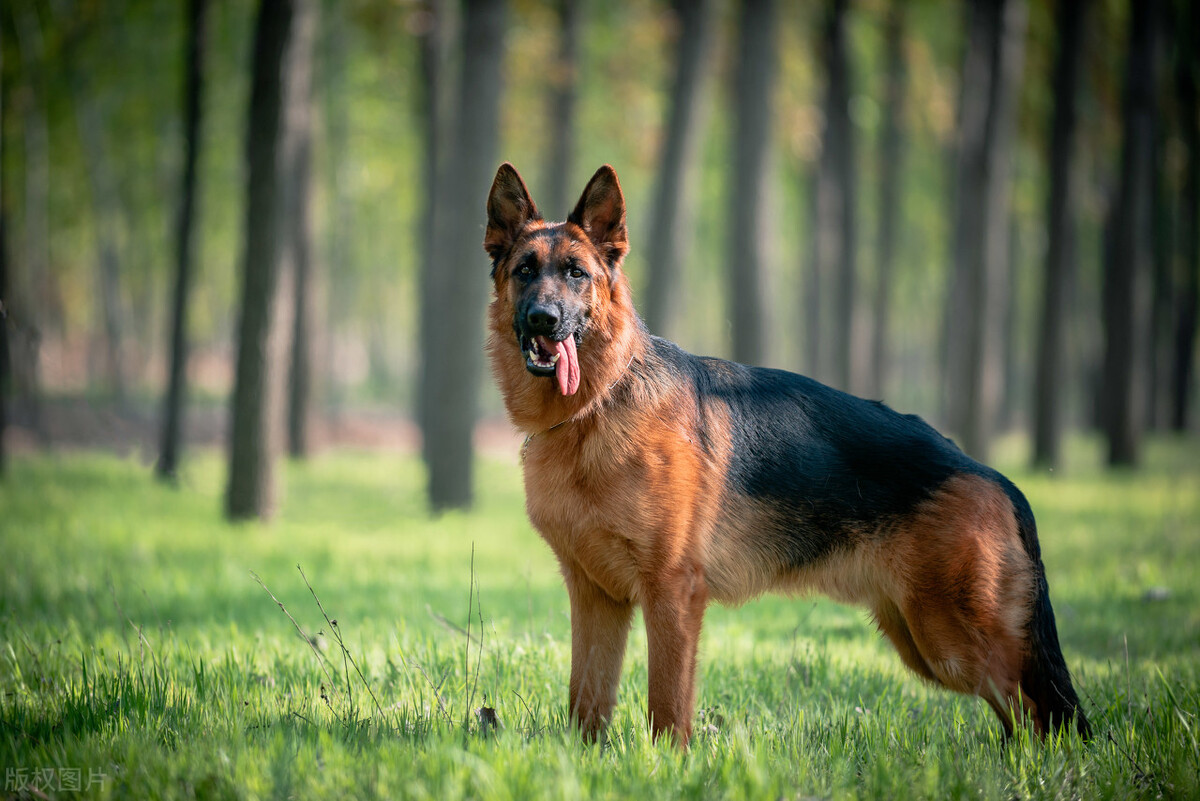 狗狗智商排行榜第一名是什么狗,狗狗智商的排名前30最新