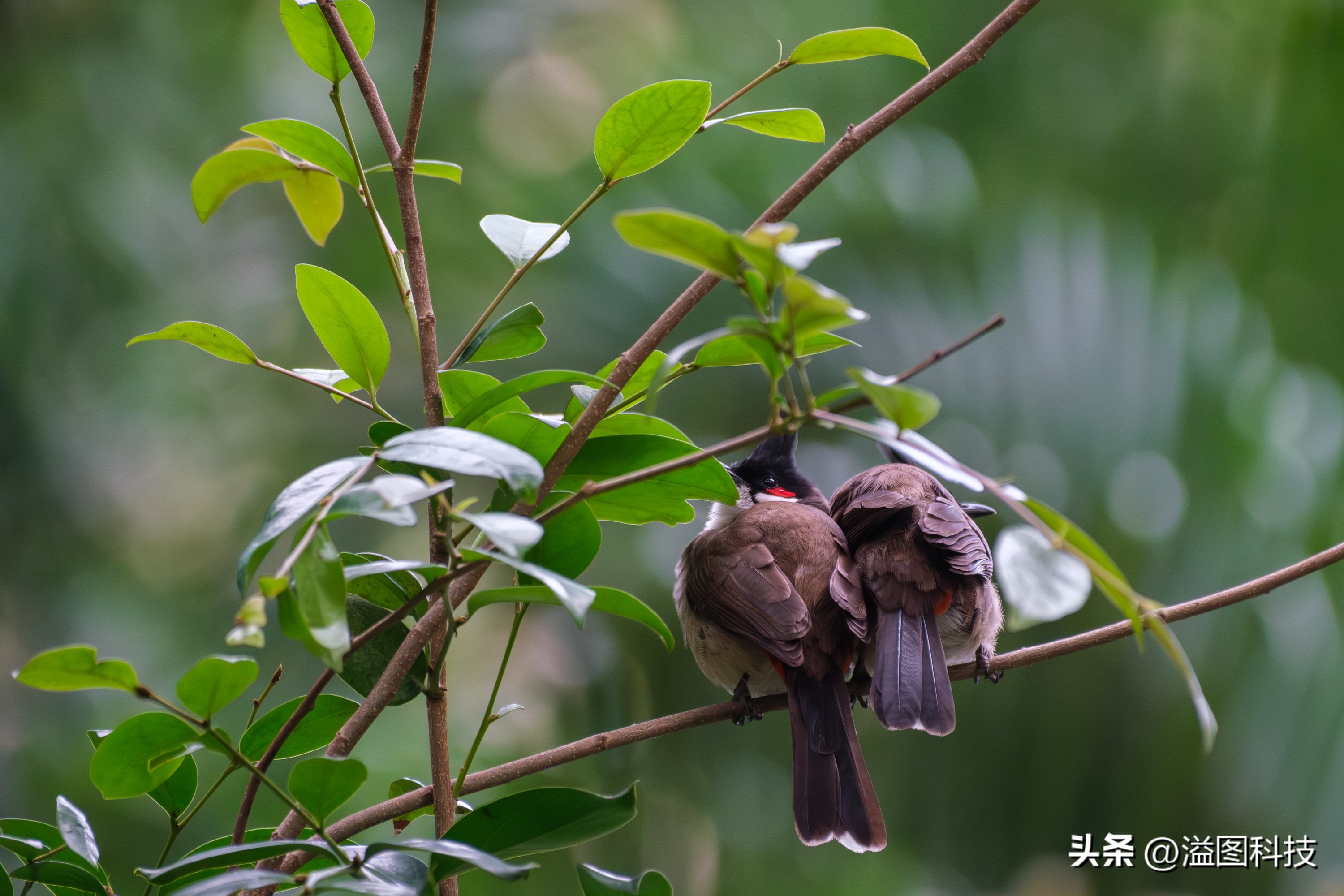富士x-s20怎么原价购买,富士x-s20单机身价格