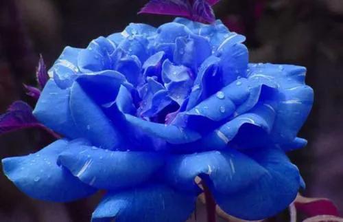 蓝色妖姬代表什么,蓝色妖姬于荣光版