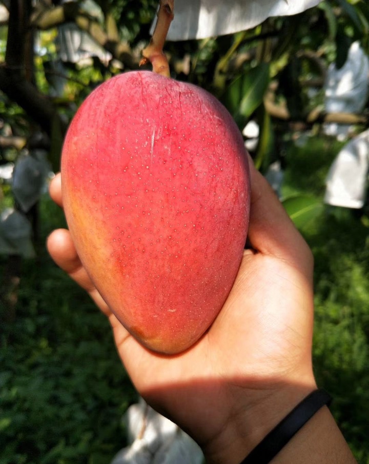 云南芒果和攀枝花芒果,凯特芒果攀枝花芒果