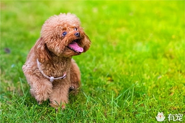 贵宾犬毛发黄是怎么了,如何改善贵宾犬毛发