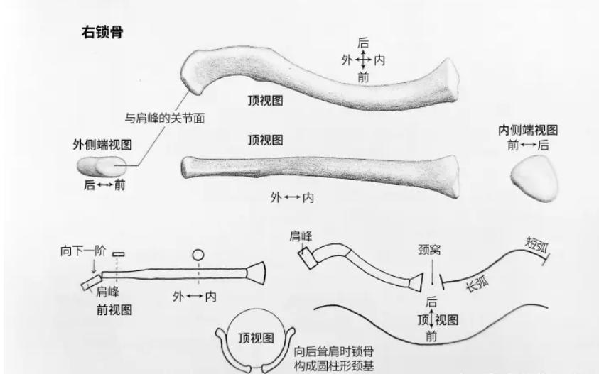 小说里的琵琶骨是什么,武侠小说琵琶骨