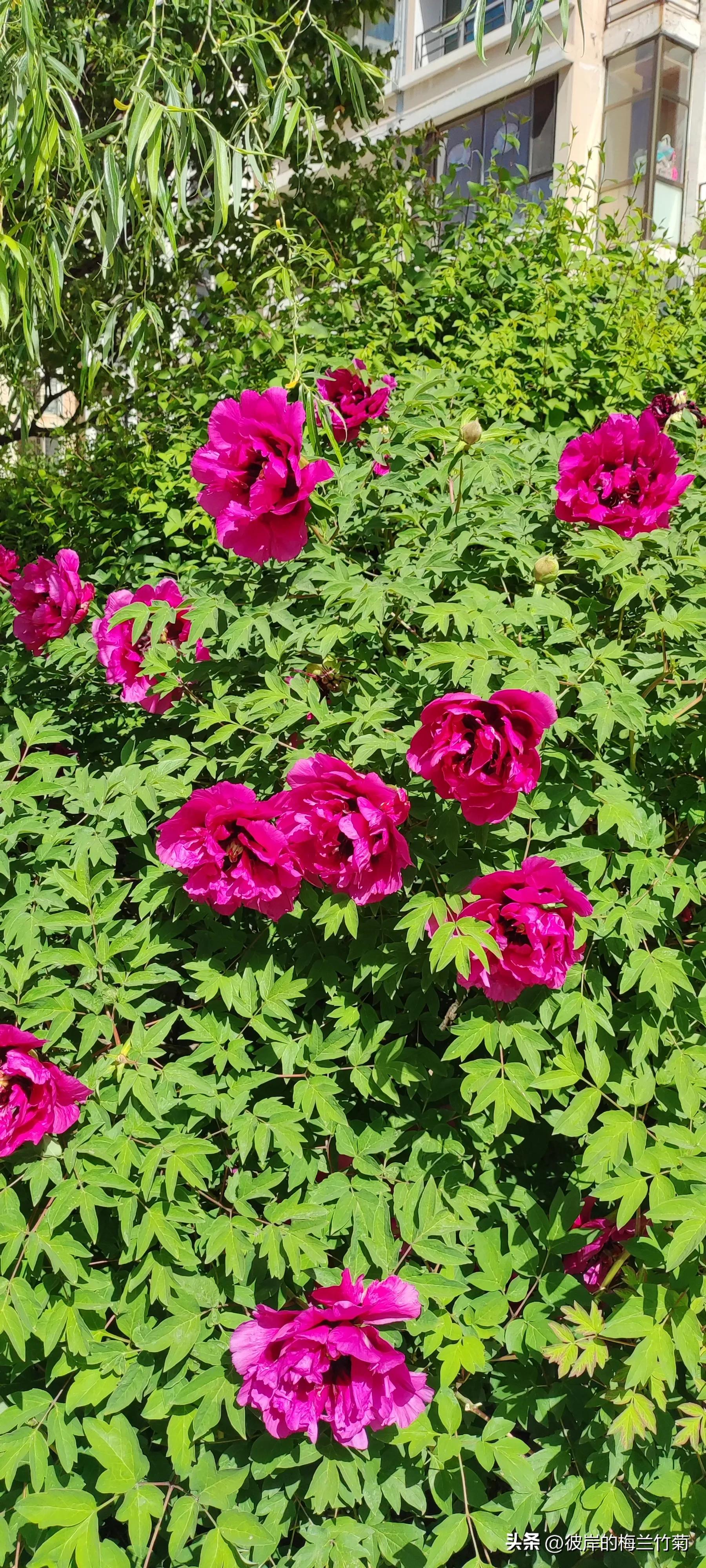 读书记一一《梦的解析》梦的象征和联想手法（55）