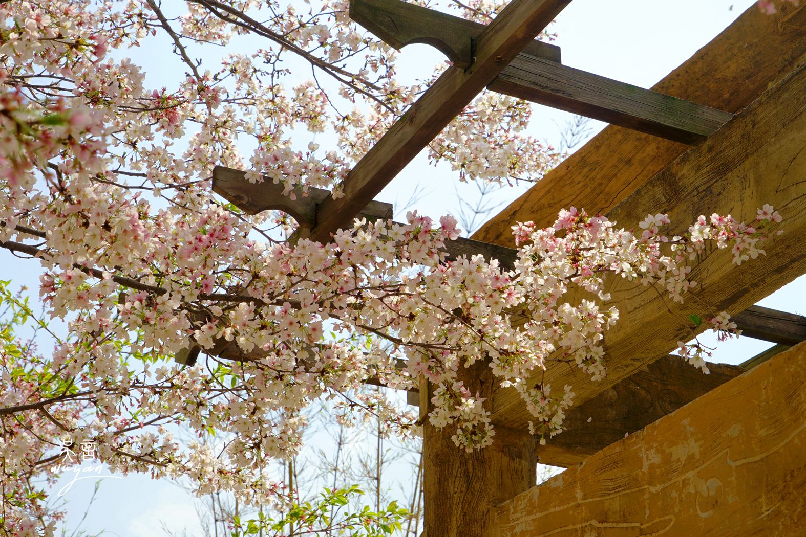 武汉看樱花半日游,武汉看樱花一日游