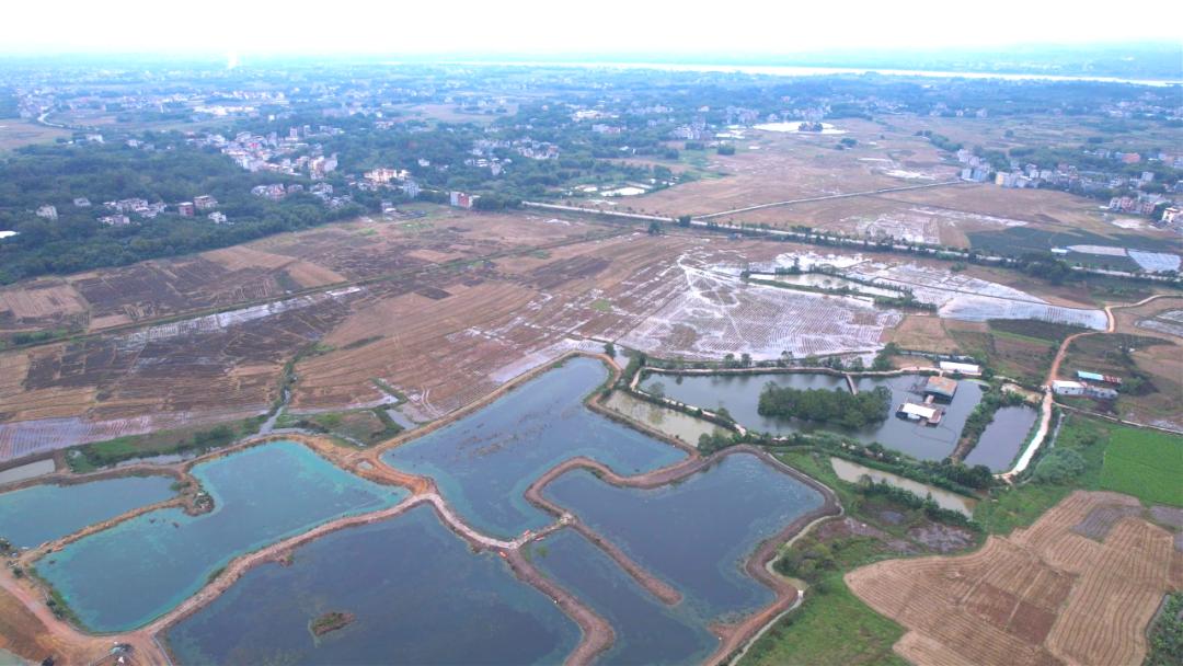 三农洞察小龙虾养殖,2022小龙虾养殖业形势预判