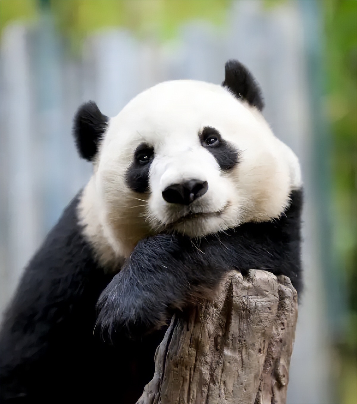 大熊猫啃竹子视频,熊猫吃的什么竹子