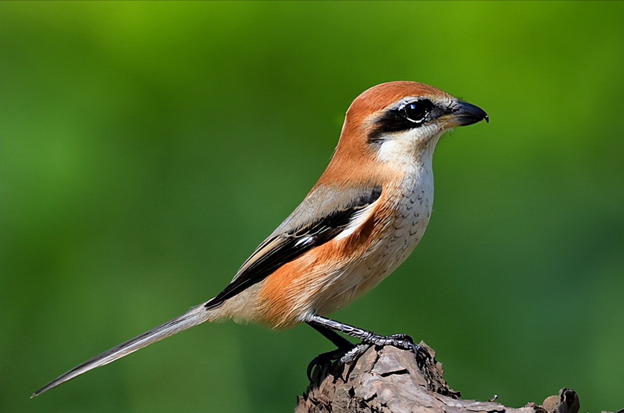 所有鸟图片大全大图,50张最佳鸟类摄影作品