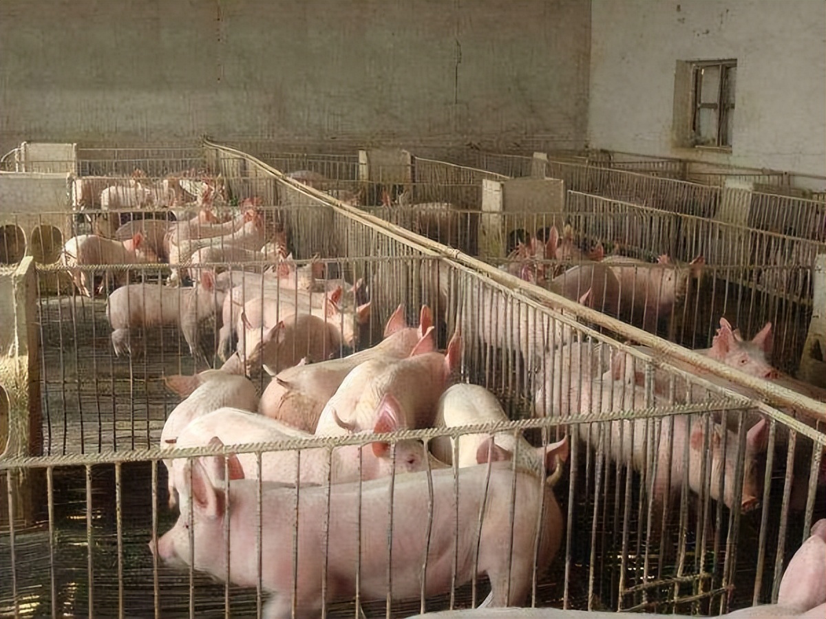 怎样建猪舍,怎样建猪舍才能好喂猪且好管理