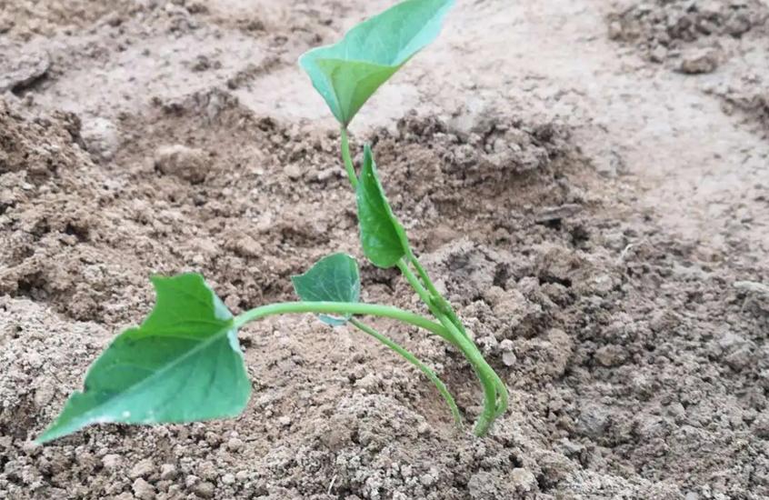 栽红薯苗的正确方法是什么,栽红薯苗的正确方法用加塑料膜吗