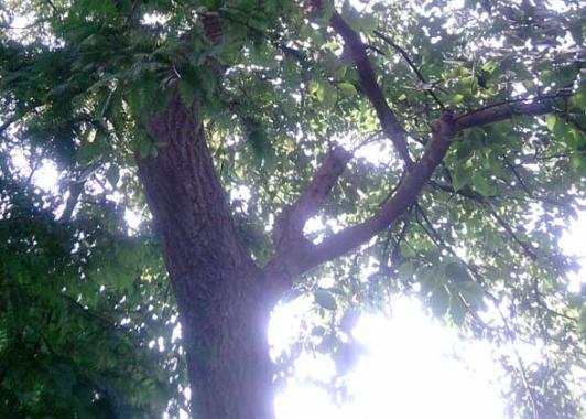 广东老板放弃皮革生意，靠“壮阳树”年入千万，一张树皮卖千元