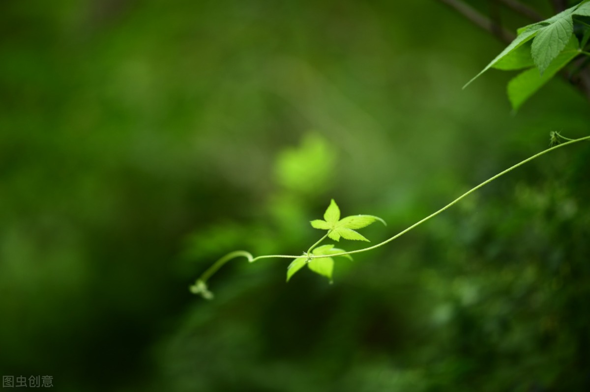 诗经关雎蒹葭讲解,柒月白泽解读诗经蒹葭