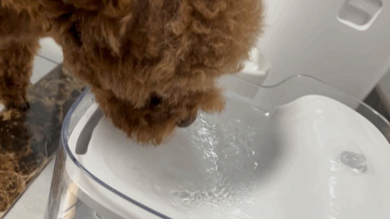 宠咕咕饮水机,宠物智能喂水器测评