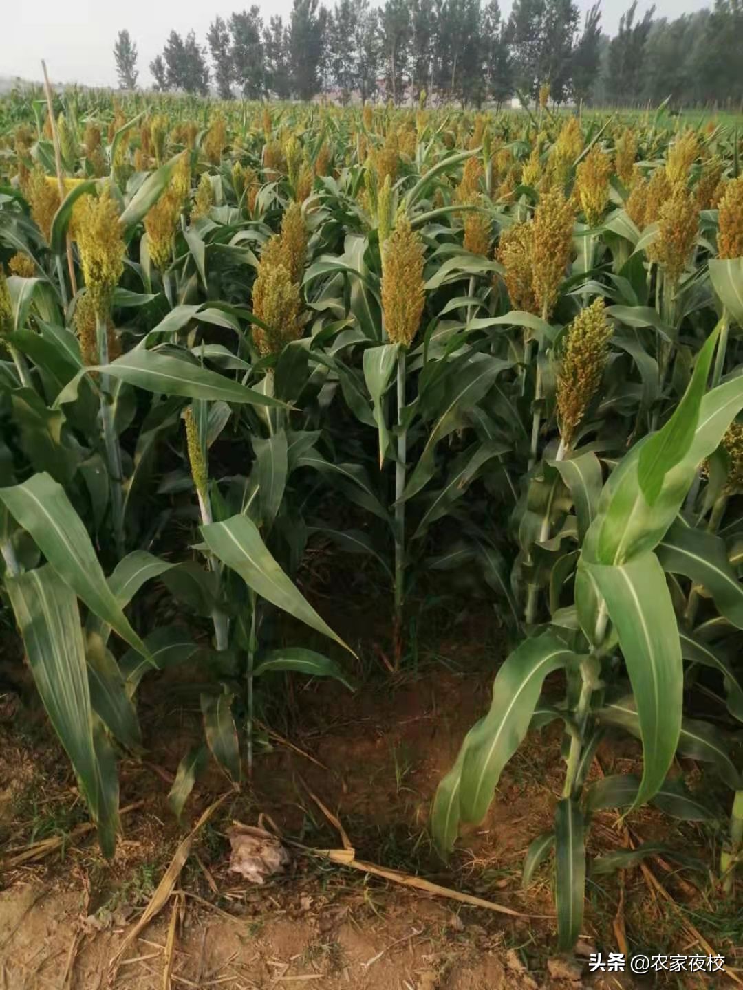 庄稼怎么防鸟,庄稼怎么防喜鹊