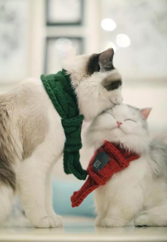 宠物肥大细胞瘤吃什么药,宠物肥大细胞瘤