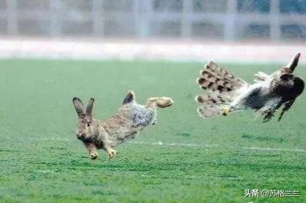 养殖500只兔子一年能赚多少,养殖3000只兔子