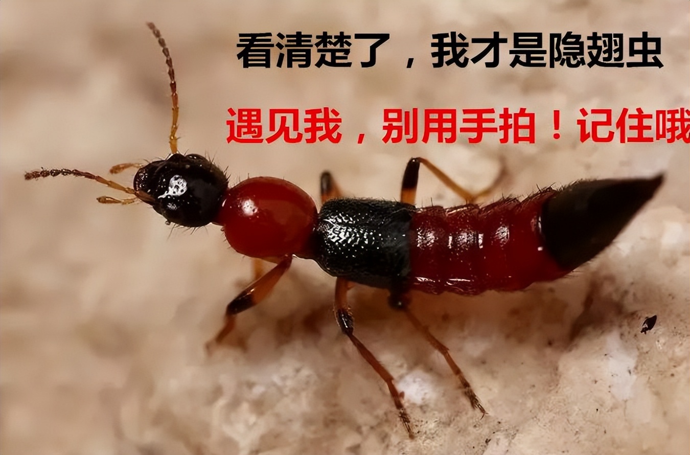 5个月宝宝皮肤破皮怎么办,5个月宝宝手臂烂