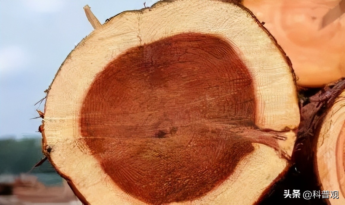 金丝楠木有多贵树苗才12元一棵,金丝楠木树价值两亿多