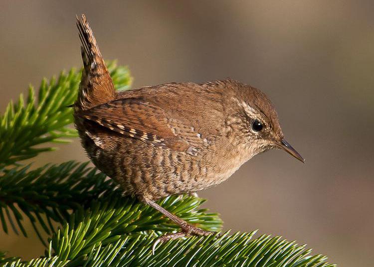 50张最佳鸟类摄影作品,鸟儿大全大图
