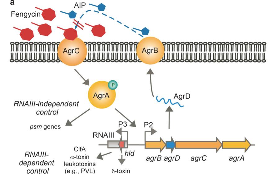芽孢杆菌被你忽视的益生菌之王,芽孢杆菌抑制有害菌