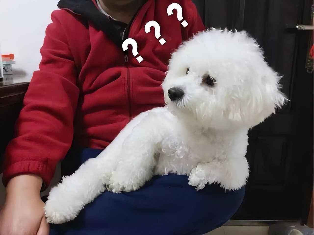 比熊和泰迪哪只最好,比熊vs泰迪哪个最适合学生养