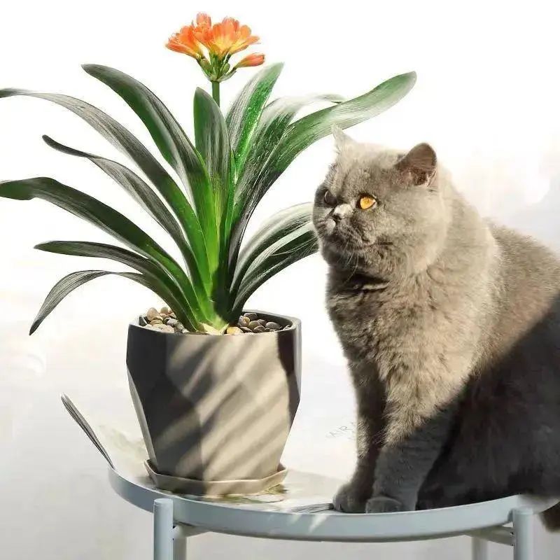 君子兰开完花没有花杆怎么处理,冬天君子兰没根怎么发根