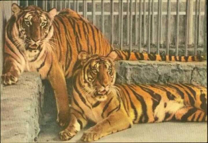 世界上濒临消失的物种有哪些,中国消失的十大物种