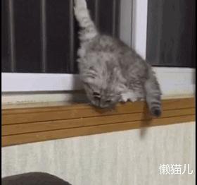 别人家的猫是液体还是固体,猫都是水做的