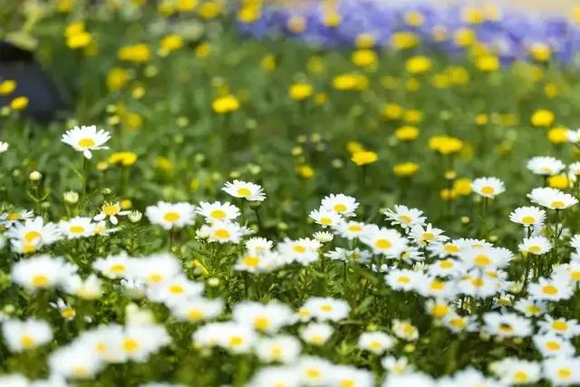 总有一天你会明白爱一个人是什么,终有一天你会学会如何去爱一个人