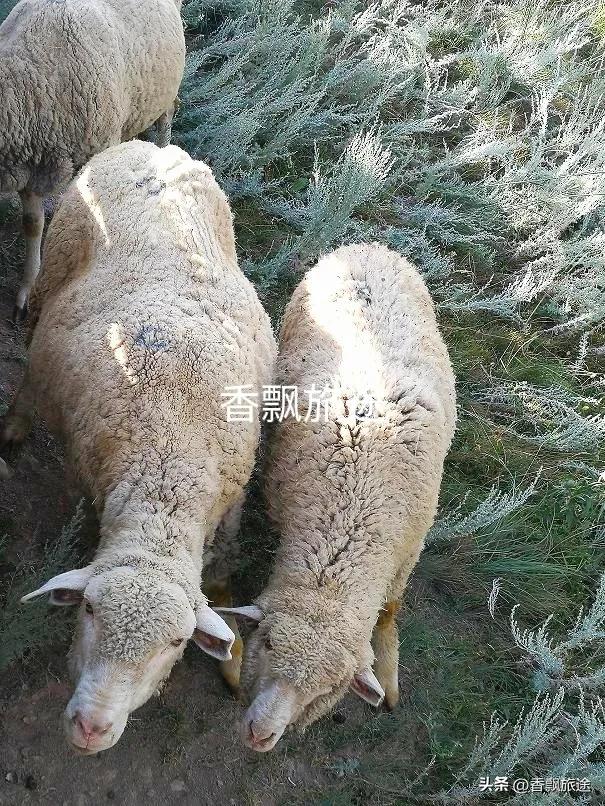 新疆伊犁州江布拉克,新疆奇台江布拉克