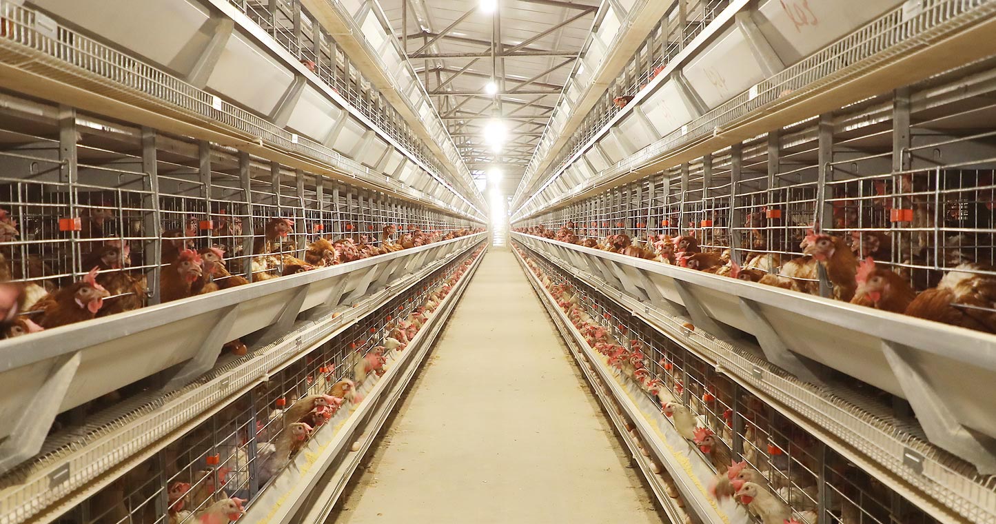 蛋鸡病毒性肠炎的治疗方法和症状,蛋鸡产蛋期肠炎怎么用药