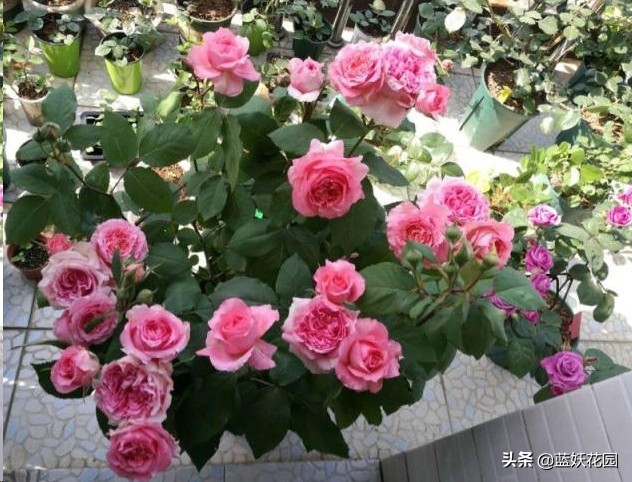 月季花盲芽,月季花怎么有盲枝和盲芽呢