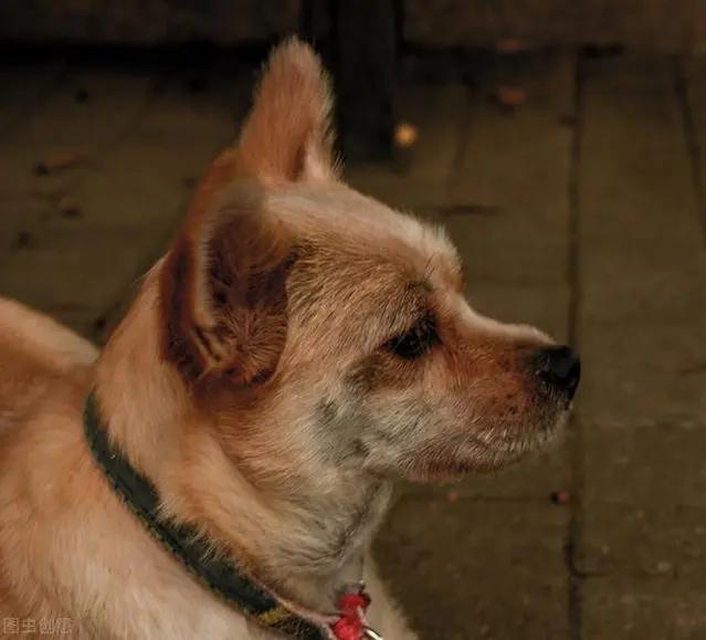 狗为什么无缘无故对门叫,半夜狗乱叫预示着什么