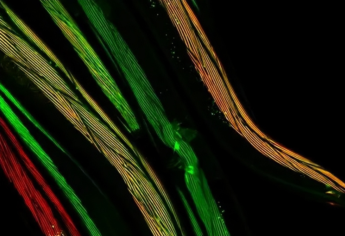 植物叶片营养成分检测仪,植株叶片检测技术