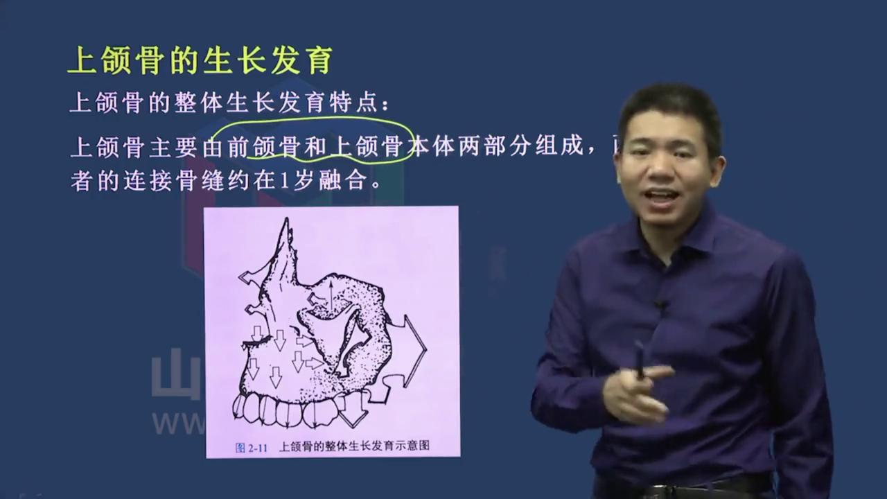 口腔正畸学重点填空,口腔正畸学主治医师考试