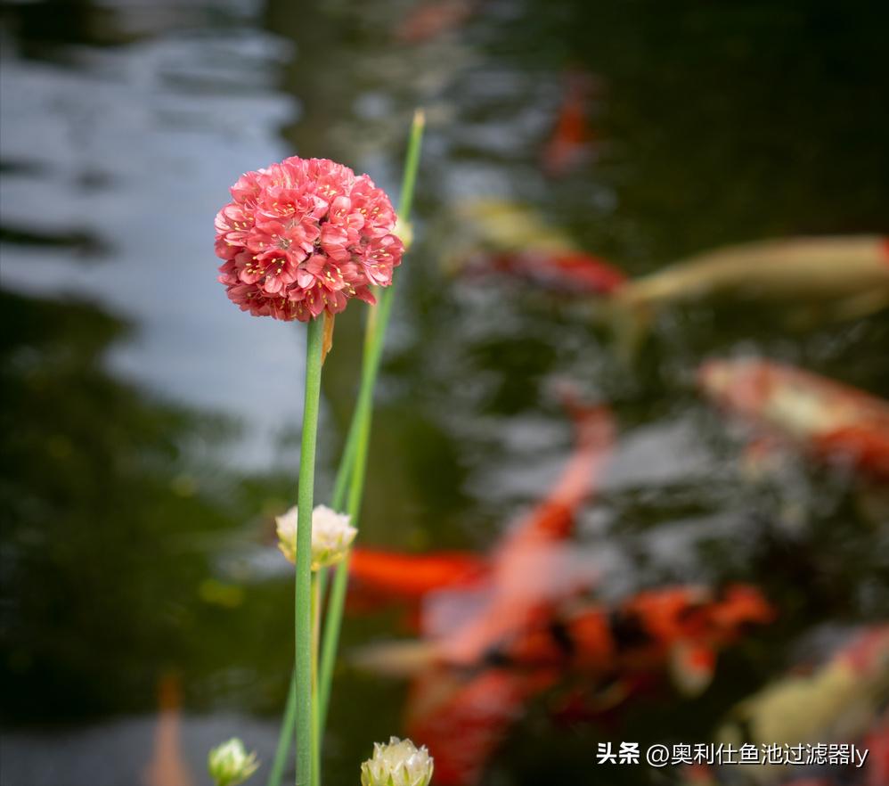 锦鲤鱼池里绿藻怎么清除,室外锦鲤鱼池养什么可以去除绿藻