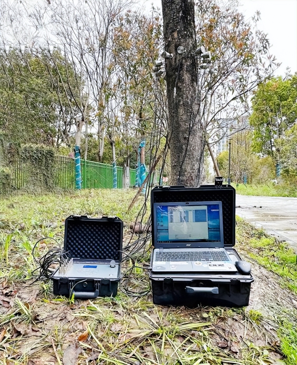树木诊断中要注意哪些问题,树木健康监测与日常养护