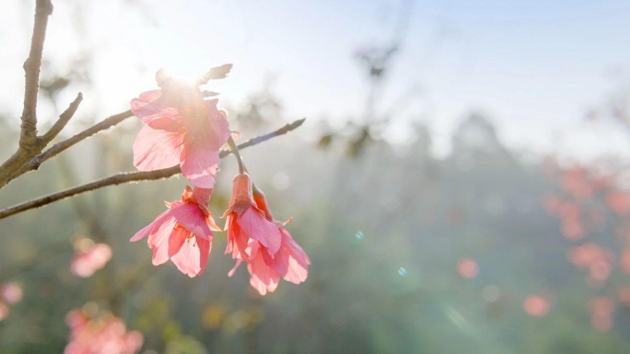 关于春分的诗词精选16首,6首最美春分诗词
