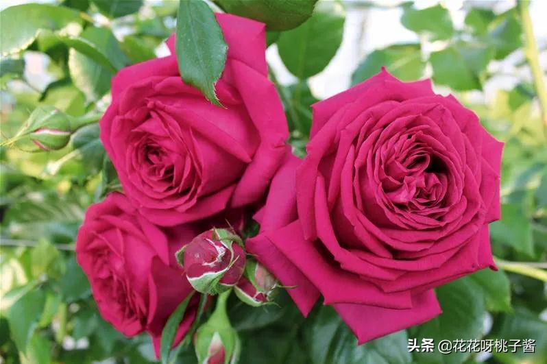 黄色月季哪个品种耐热耐晒抗病强,最耐热耐晒的切花藤本月季品种