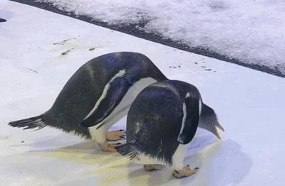 厦门冰雪游乐园时间2020,福建厦门冰雪大世界