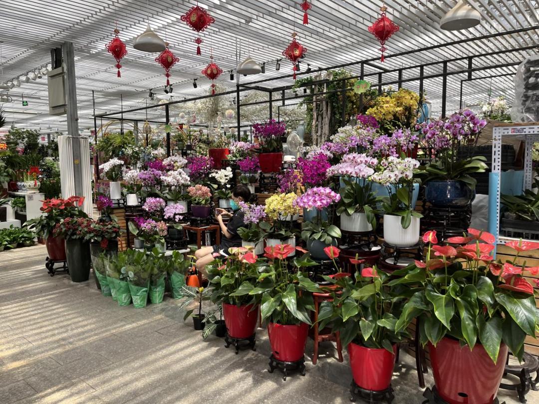 保姆级购物攻略,花市潜规则大揭秘教你怎么买花