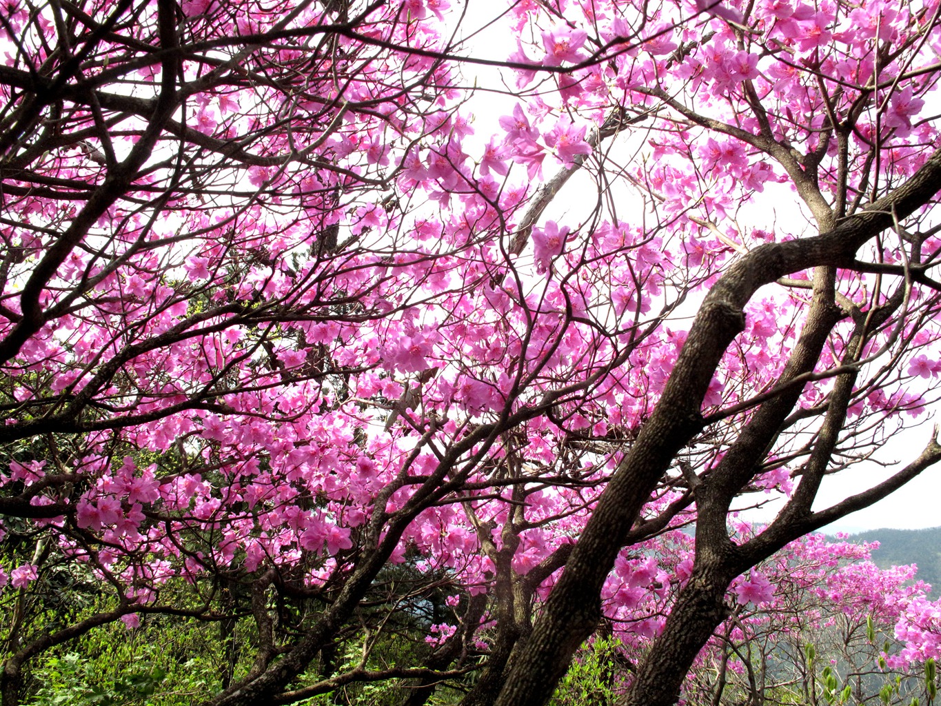 四明山华顶杜鹃,浙东华顶杜鹃群落