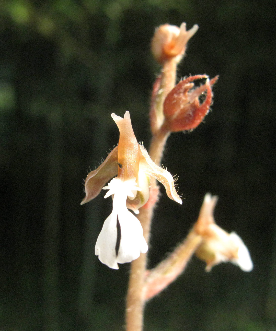 海曙龙观乡深山中首次发现珍稀兰科植物——浙江金线兰