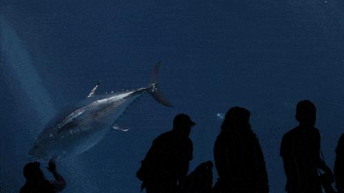 金枪鱼为什么停止游泳就会死掉,金枪鱼为什么停止游动会死