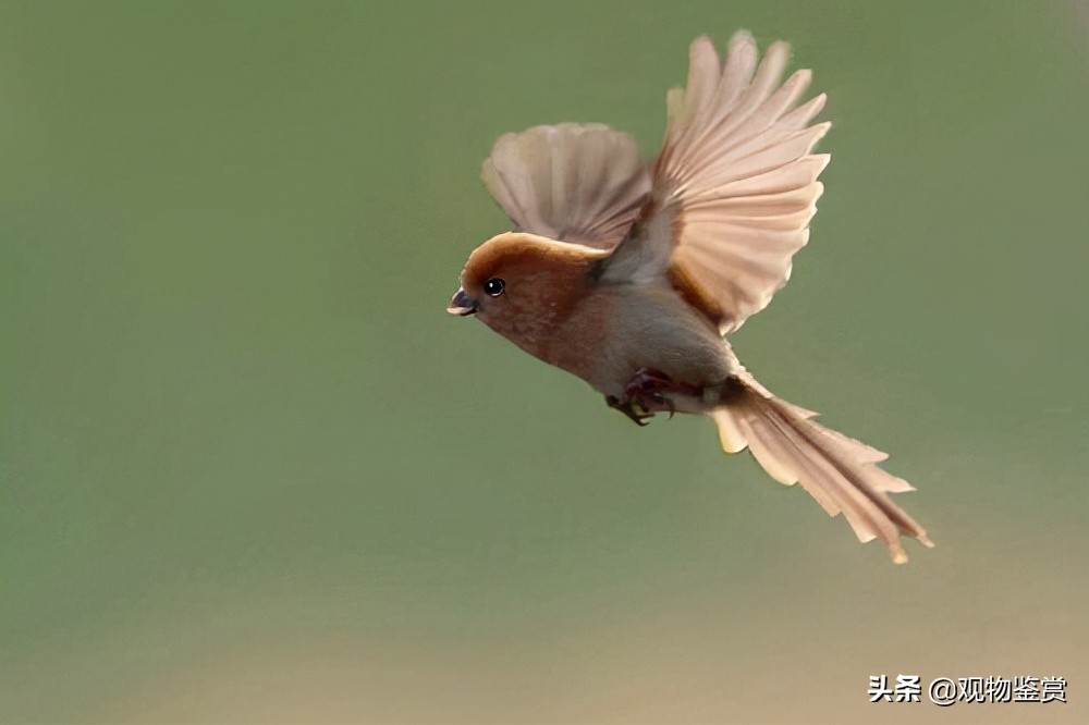 老黄豆鸟与小黄豆鸟的区别,黄豆鸟怎么挑选才是好鸟
