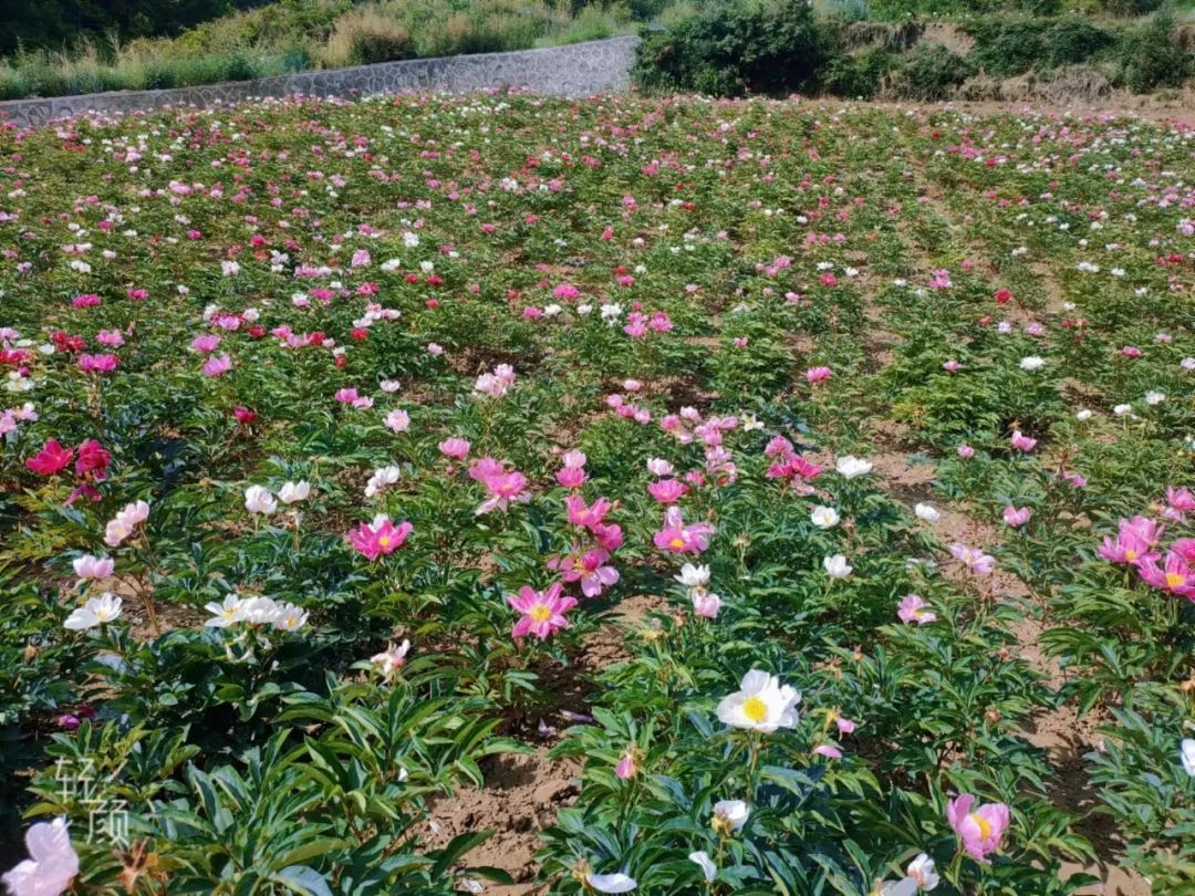 我们这十年原视频,我们这十年东乡