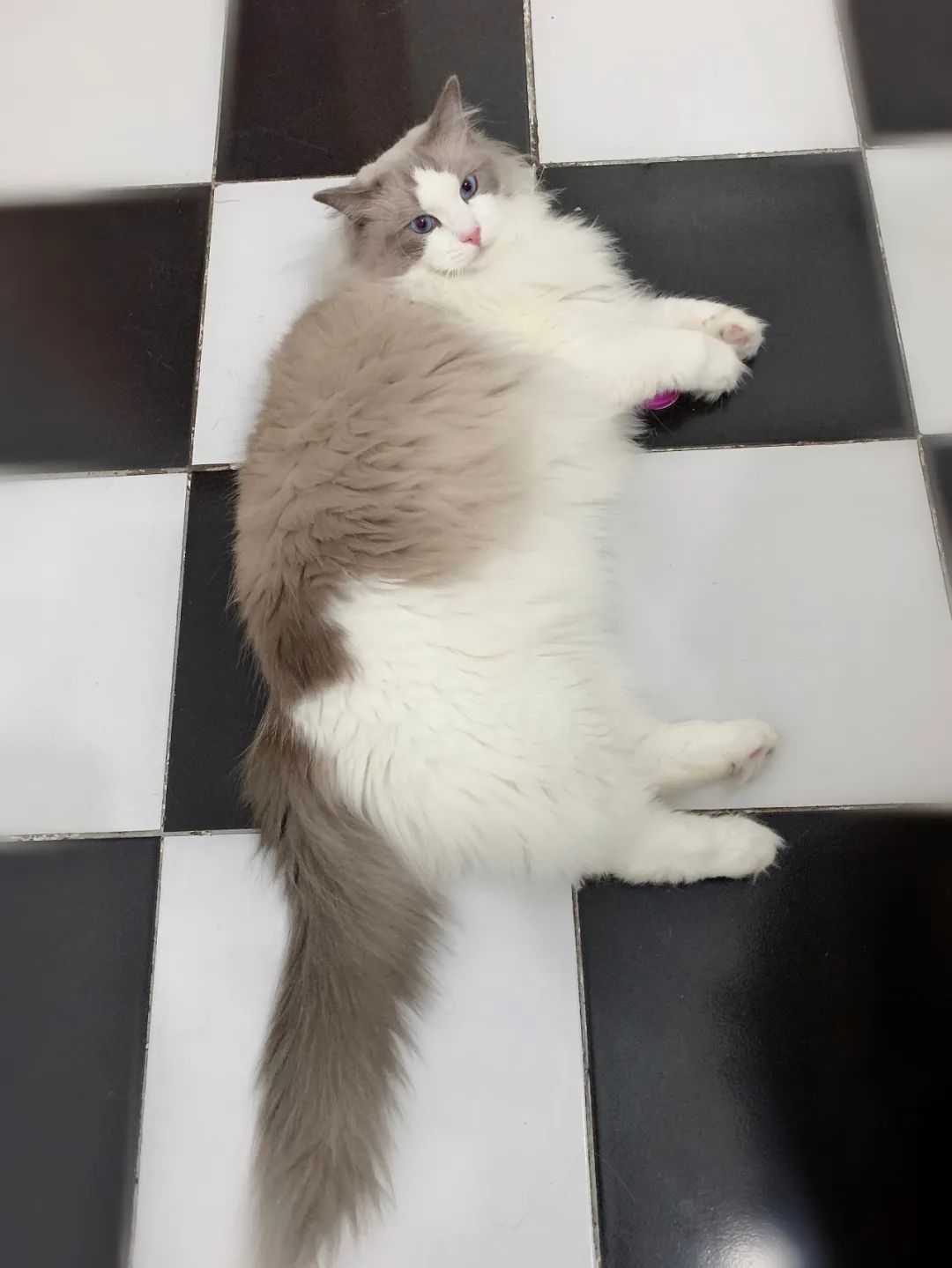 汤圆布偶猫,最好看的布偶猫汤圆