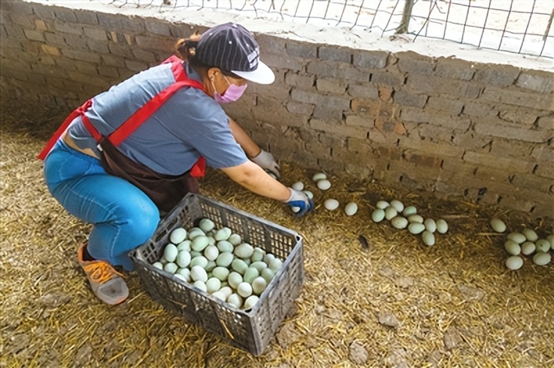 养鸭专业户一年赚多少钱,养鸭1000只蛋鸭利润和成本高吗
