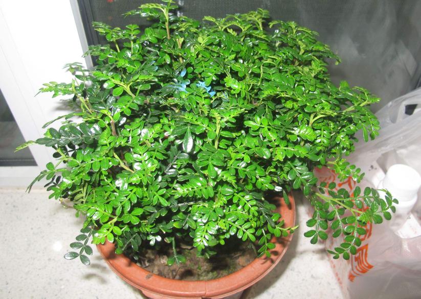 室内小盆栽适合种什么除甲醛招财,室内盆栽花卉除甲醛